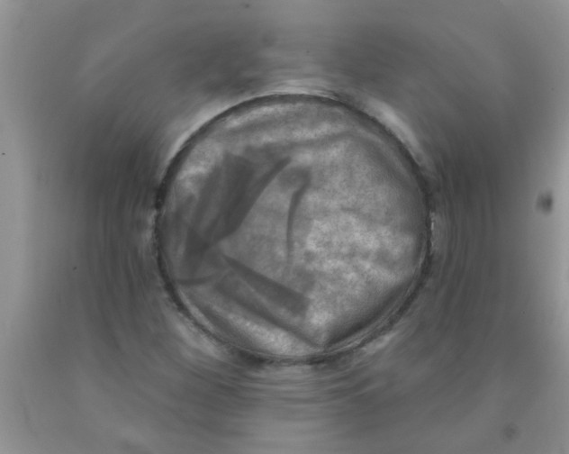 X0000091351260200709071231