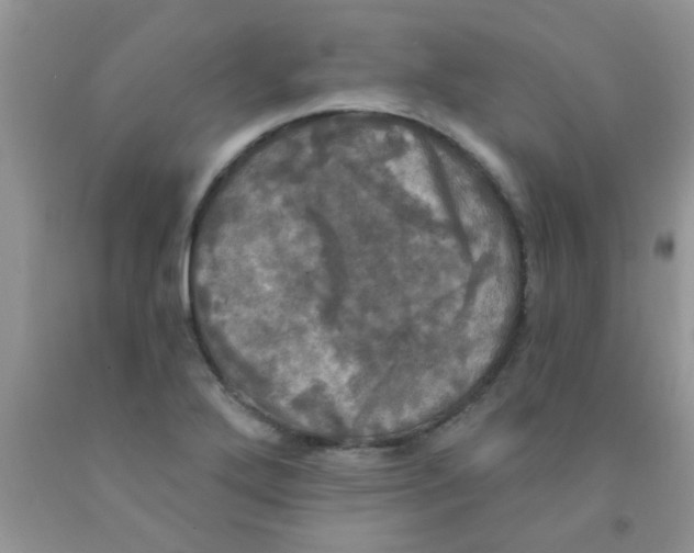 X0000091351272200709071231
