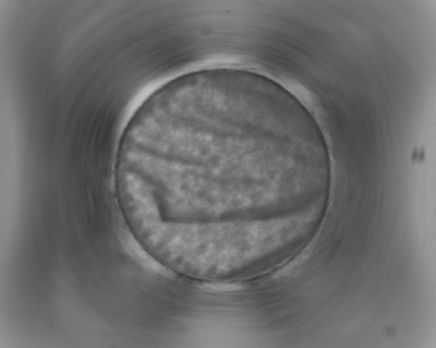 X0000091351296200709071231