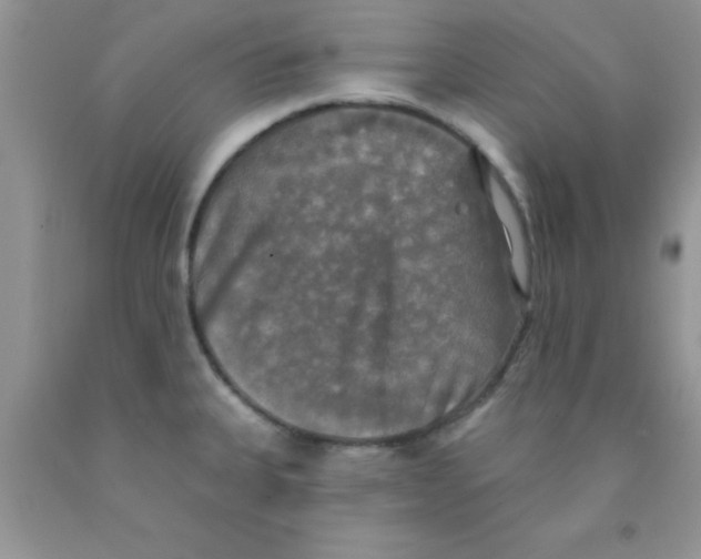 X0000091351335200709071231