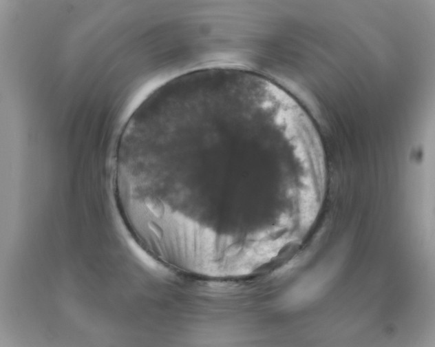 X0000091351383200709071230