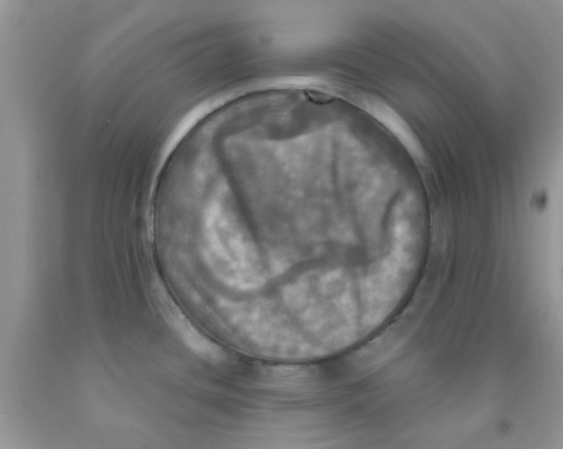 X0000091351436200709071229