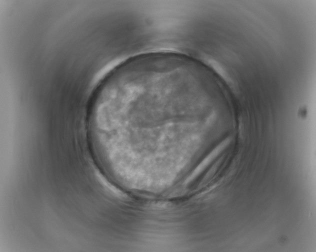 X0000091351452200709071229