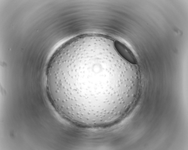 X0000091361125200708101050