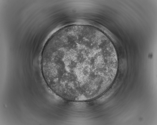 X0000091360856200708171522
