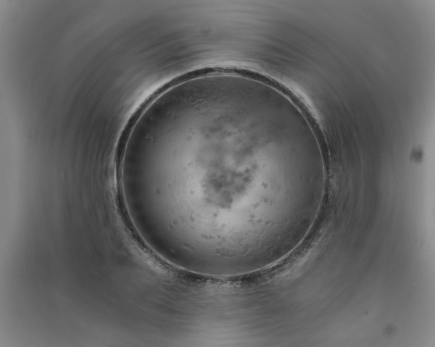 X0000091360887200708171521