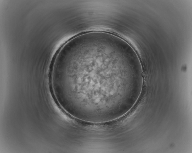 X0000091360995200708171520