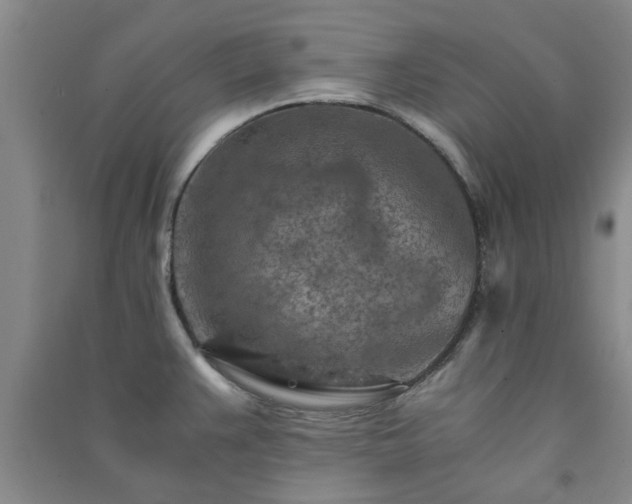 X0000091361383200708171515
