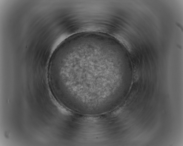X0000091361086200708241305