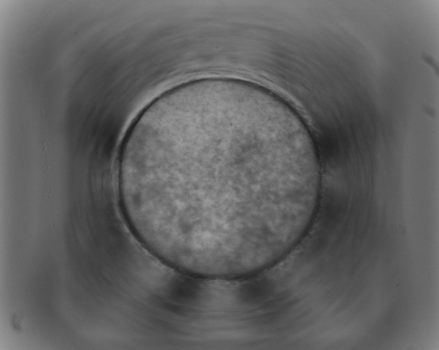 X0000091361514200708241259