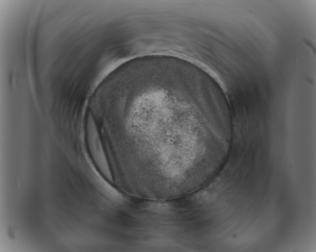 X0000091361525200708241259