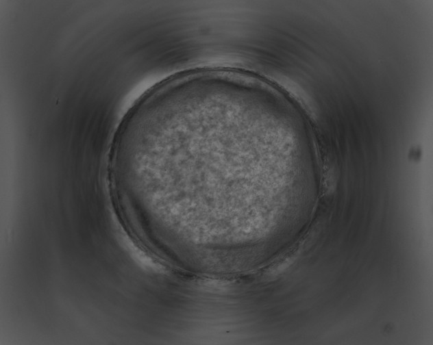 X0000091361086200708311500