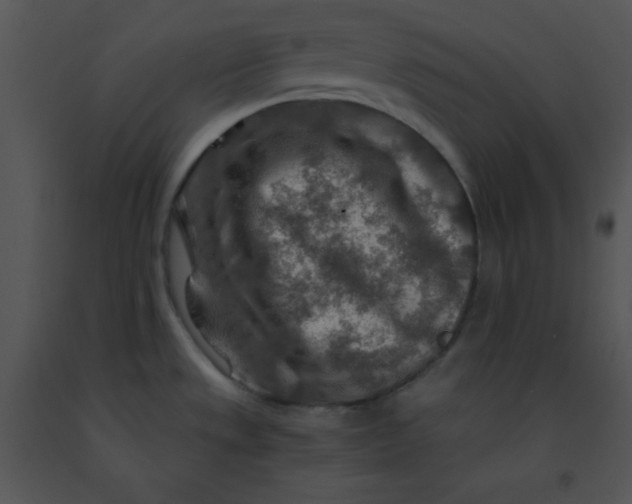X0000091361533200708311454