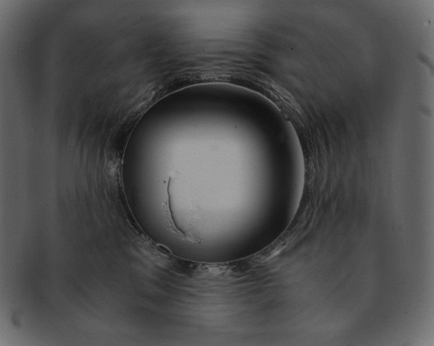 X0000091360329200709071309