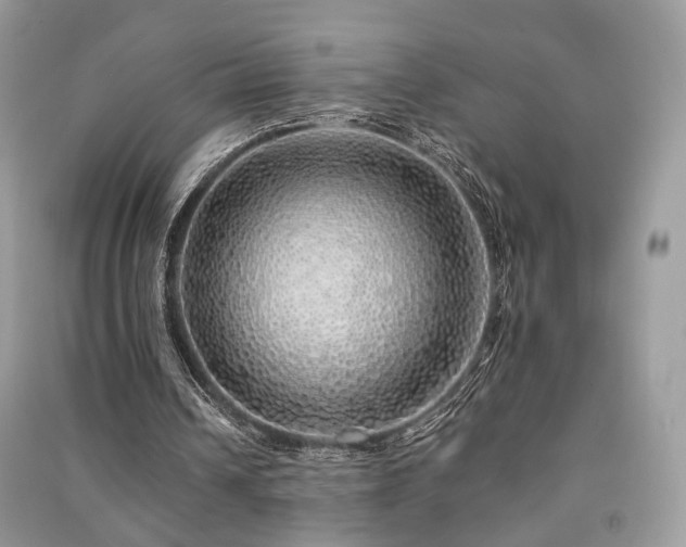 X0000091370242200708101538