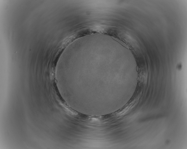 X0000091370285200708101539