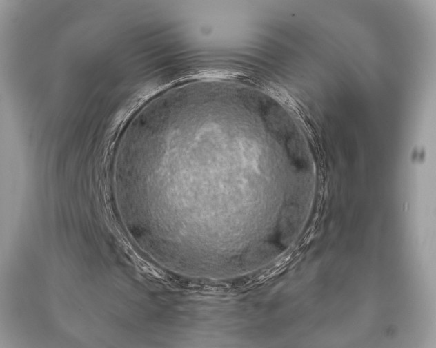 X0000091370337200708101537