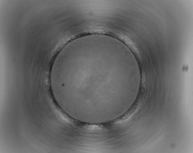 X0000091370449200708101536