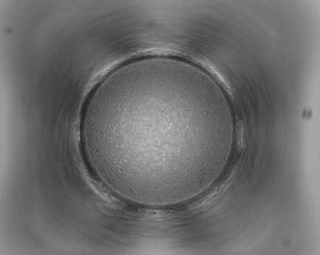 X0000091370486200708101535