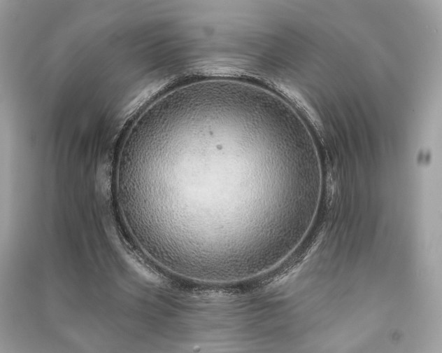 X0000091370533200708101534