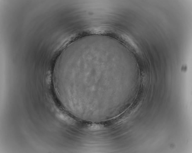 X0000091370549200708101534