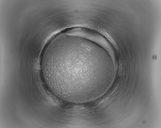 X0000091370628200708101533