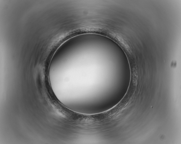 X0000091370631200708101533