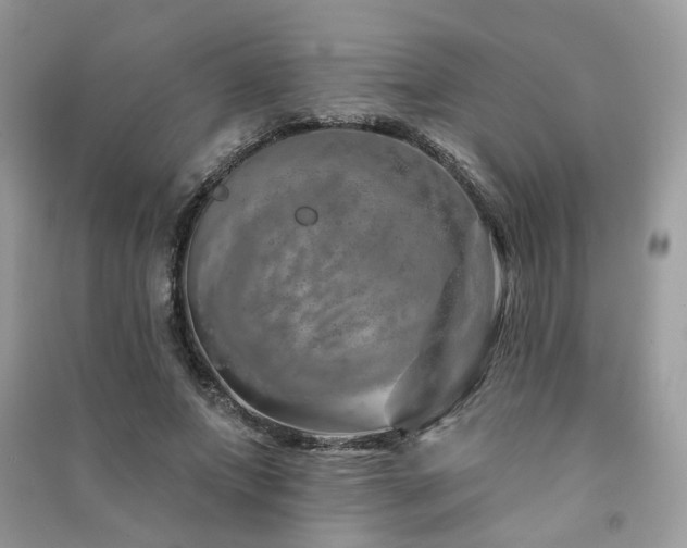 X0000091370687200708101533