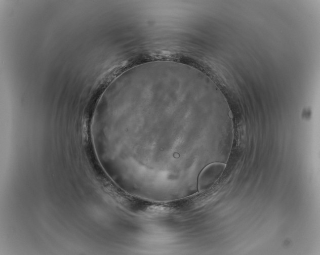 X0000091370699200708101533