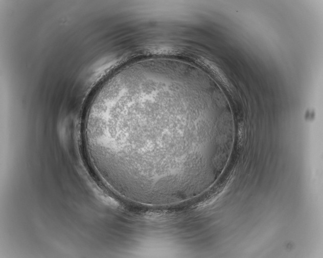 X0000091370725200708101532