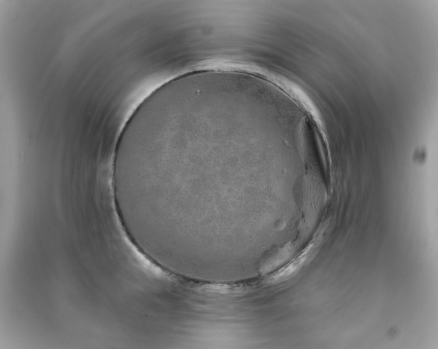 X0000091370855200708101531