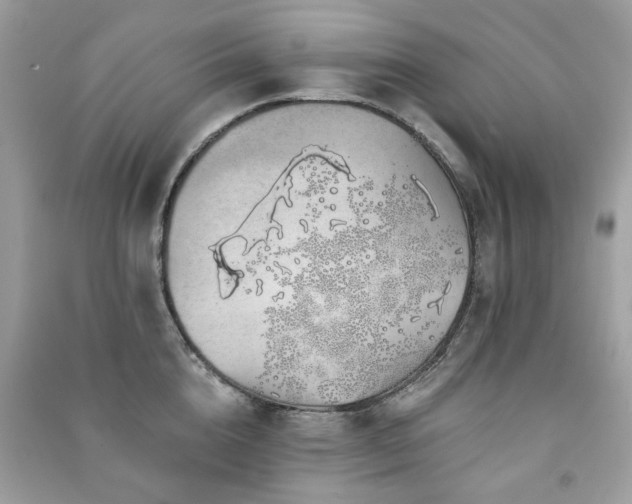 X0000091370856200708101531