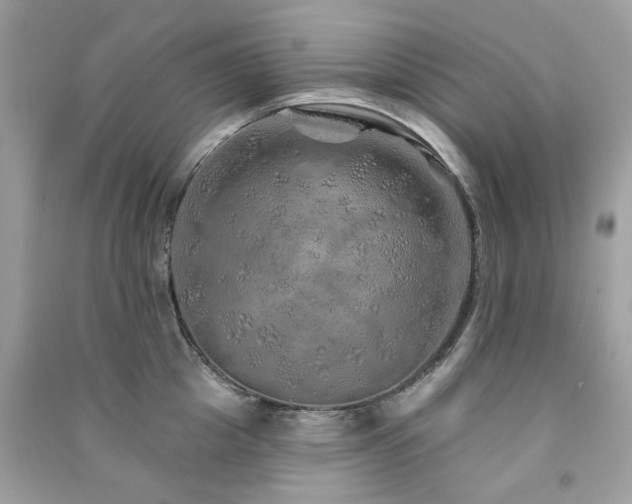 X0000091370857200708101531