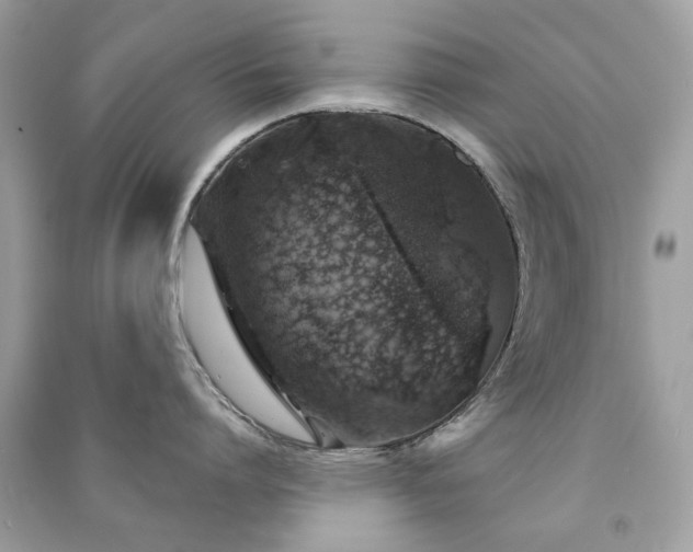 X0000091370864200708101531