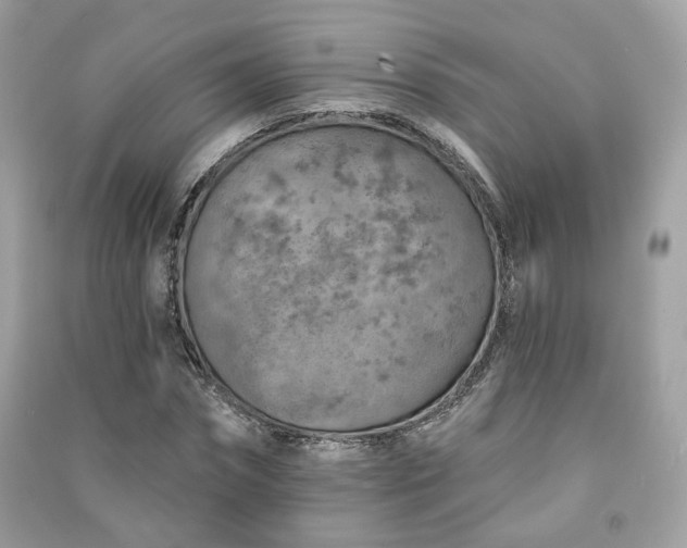 X0000091370874200708101530