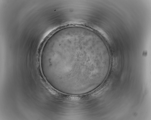 X0000091370878200708101530