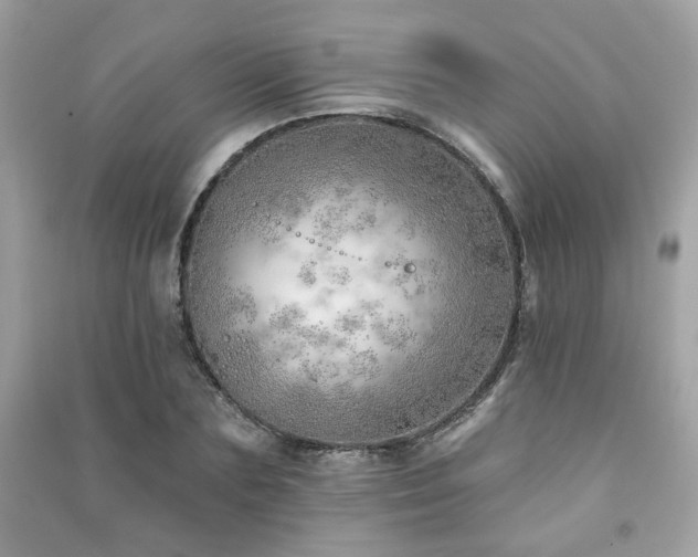 X0000091370883200708101530