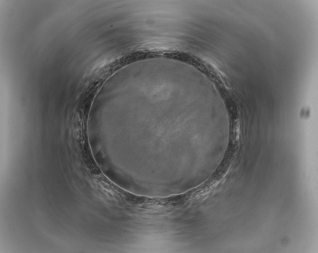 X0000091370917200708101529