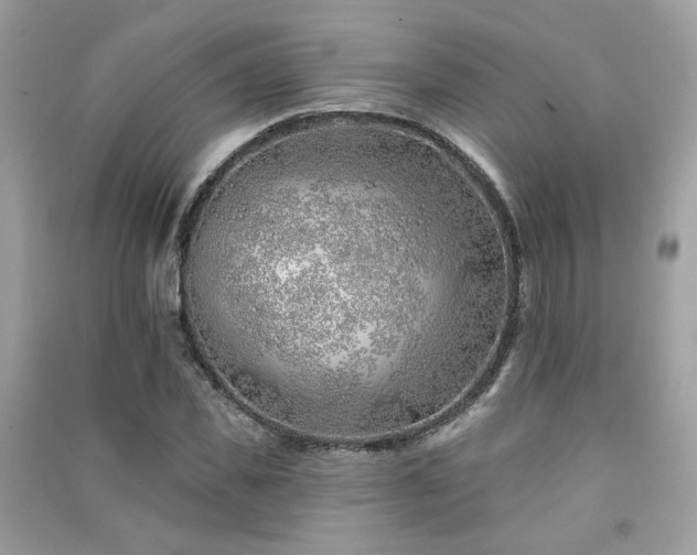 X0000091370925200708101529