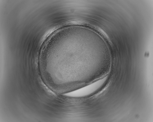 X0000091370930200708101529