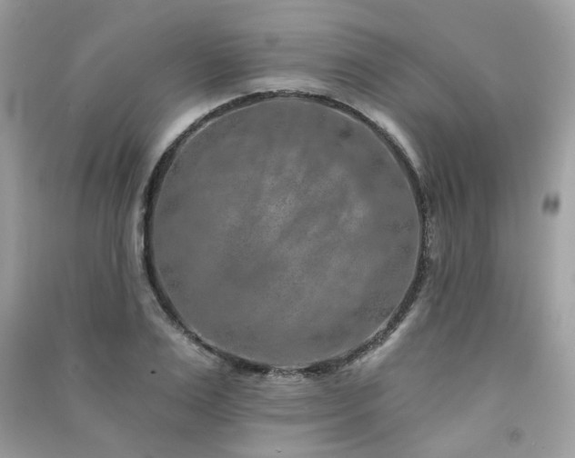 X0000091370983200708101529