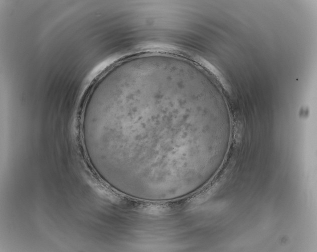 X0000091371074200708101527