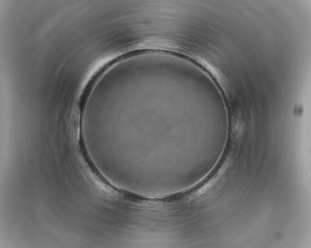 X0000091371123200708101526