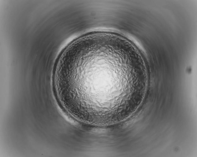 X0000091371237200708101525