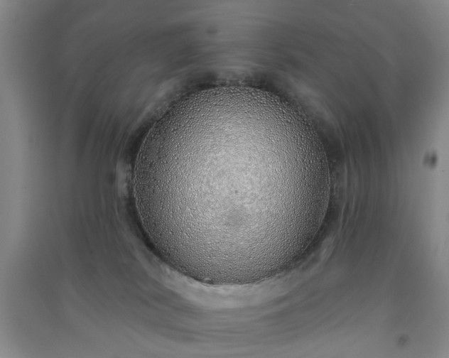 X0000091370038200708171554