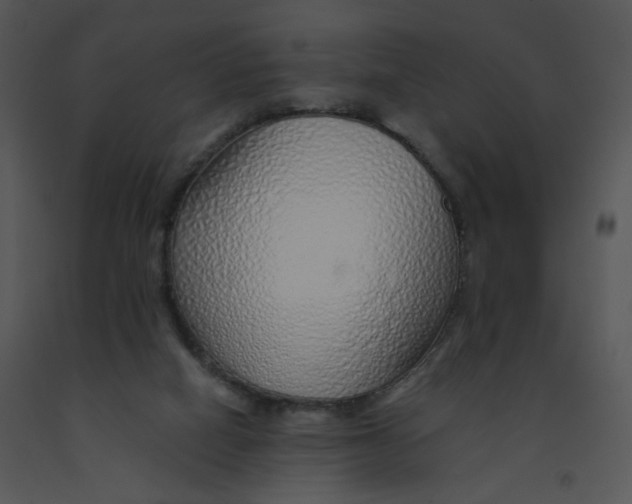 X0000091370066200708311534