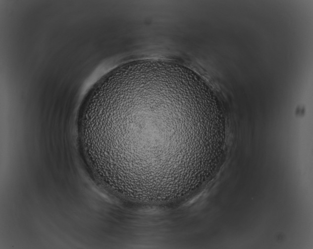 X0000091370198200708311532