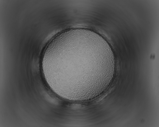 X0000091370298200708311531