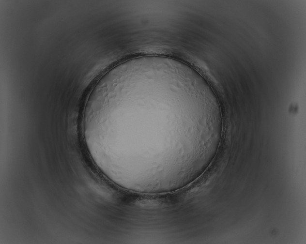 X0000091370299200708311531