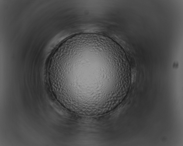 X0000091370339200708311530